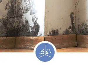 mold removal